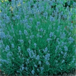 English Lavender £2.96