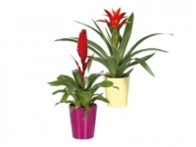 Exotic Indoor Plants in Ceramic Pot