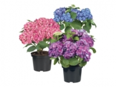 Hydrangea £6.99
