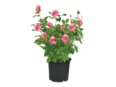 Garden Roses