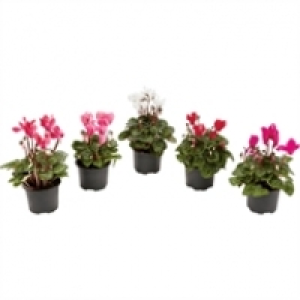 Homebase  Autumn Mini Cyclamen - 9cm