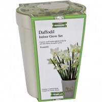 JTF  Daffodil Indoor Gift Growset Assorted
