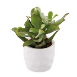Aldi  Succulent In Ceramic 6cm