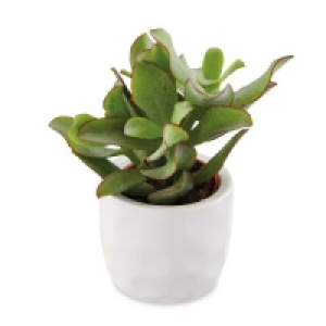 Succulent In Ceramic 6cm