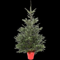 JTF  Nordmann Fir 9-10ft Real Cut Christmas Tree