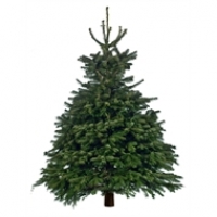 Homebase  Cut Nordman Fir Real Christmas Tree - 6-7ft