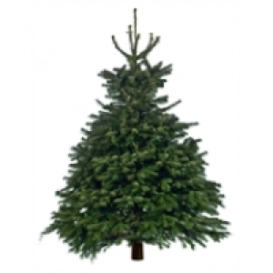 Cut Nordman Fir Real Christmas Tree - 6-7ft