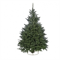 Homebase  Cut Fraser Fir Real Christmas Tree - 7-8ft