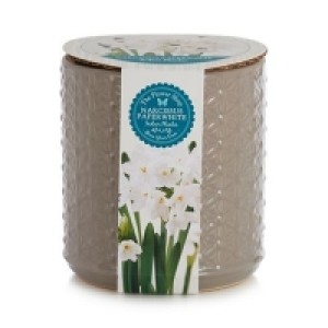 Flower Shop - Grey textured narcissus paper white indoor pla