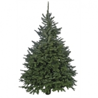 Homebase  Cut Fraser Fir Real Christmas Tree - 6-7ft
