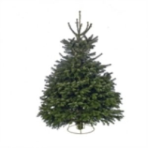 Cut Nordman Fir Fuller Foliage Real Christmas Tree - 5-6ft