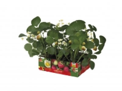 6 Strawberry Plants £3.49