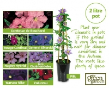 Summer Clematis £4.99