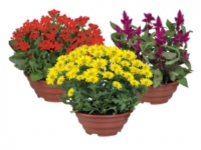 Celosia, Chrysanthemums or Kalanchoe