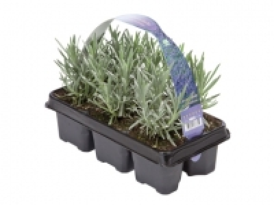 Lavender - 6 Pack