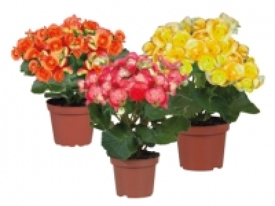 Begonia