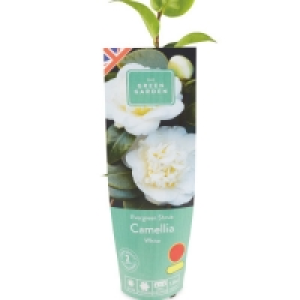 The Green Garden Evergreen Shrubs