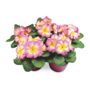 Aldi  The Green Garden Primula 13cm