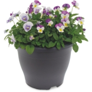 Spring Viola Planter