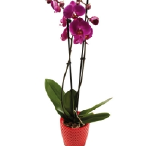 Twin Stem Orchid £9.99