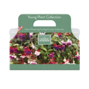 Young Plant Collection &pound;3.99
