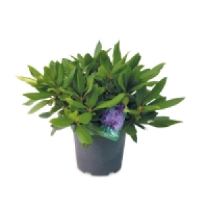 Ornamental Rhododendron £7.99