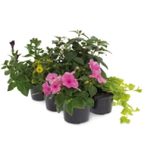 Aldi  Hanging Basket Plants