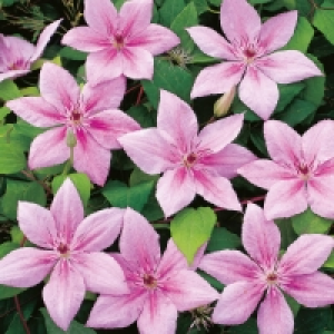 Aldi  Hybrid Clematis