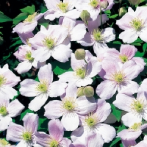 Spring Clematis &pound;4.99
