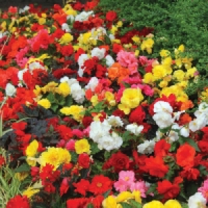 RobertDyas  Gardening Direct Begonia Compacta Plants