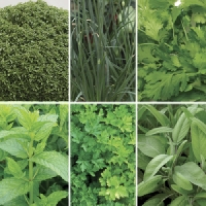 RobertDyas  Gardening Direct Tasty Herb Collection