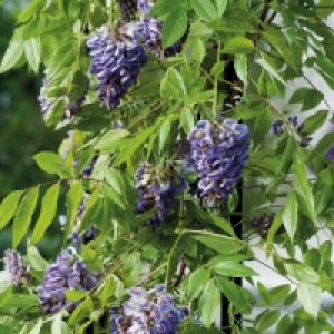 Wisteria Amethyst Falls £13.99