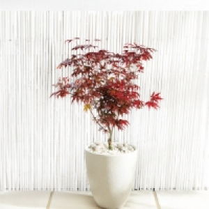 Japanese Acer £10.99