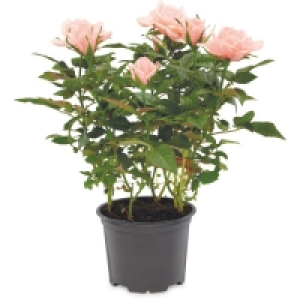 Mini Rose £1.79