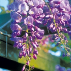 Aldi  The Green Garden Wisteria