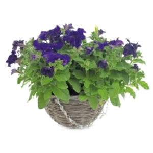 Rattan Hanging Basket £3.99
