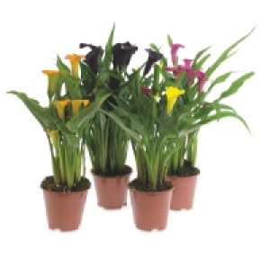 Calla Lily £3.99