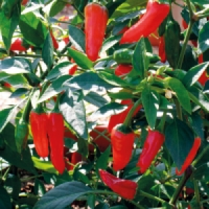 Fruit & Vegetable Plants £2.99