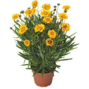 2L Summer Perennials £2.79
