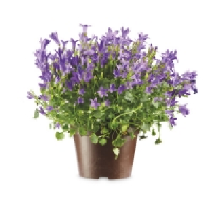 Campanula £2.59