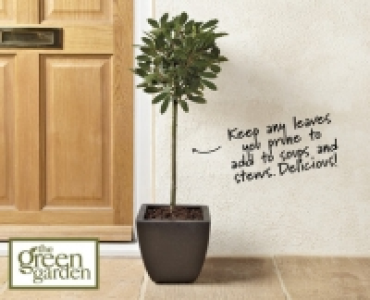 Bay Tree