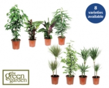 House Plant