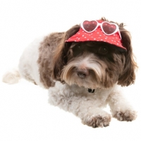 BMStores  Dogs Summer Hat - Polka Dot