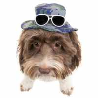 BMStores  Dogs Summer Hat - Camouflage