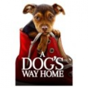 Dvd A Dogs Way Home
