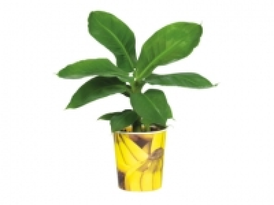 Fruit Plants