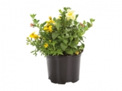 Flowering Plant Trio