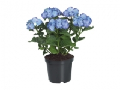 Hydrangea £7.49