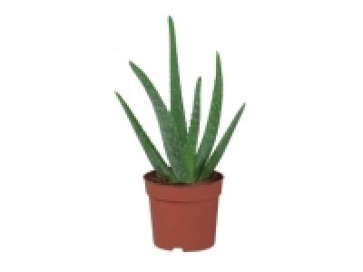 Aloe Vera £2.49