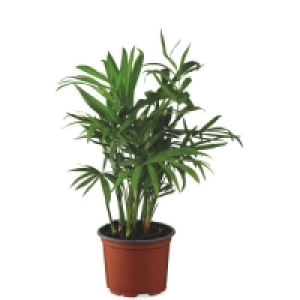 Aldi  Indoor Foliage Plant 9cm